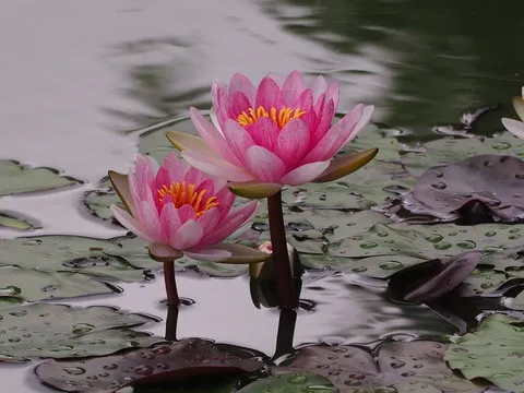 权威认证保障